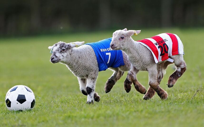 15 Animals Who Love Playing Football