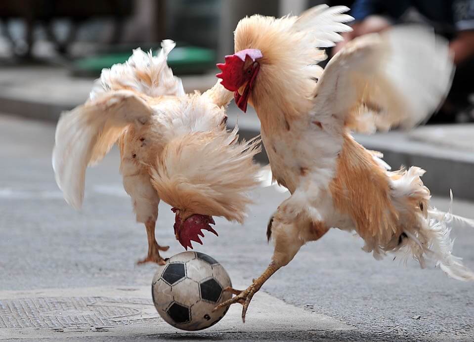 15 Animals Who Love Playing Football (15 Football Memes)